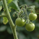 西红柿种植病情案例
